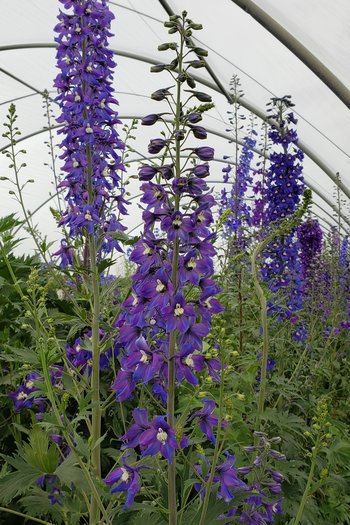 Hybrid Delphinium Purple 